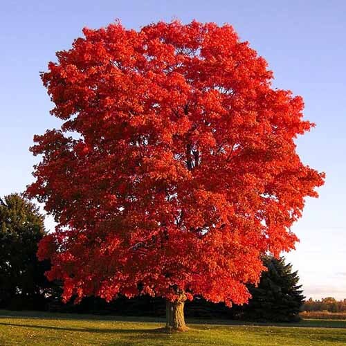Acer Tree