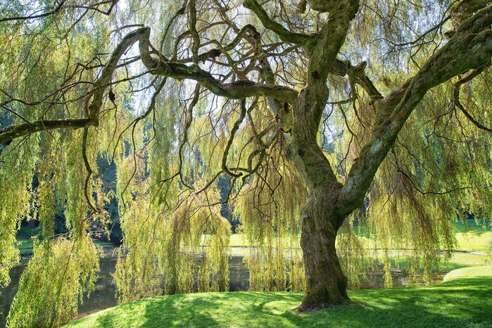 Willow Tree